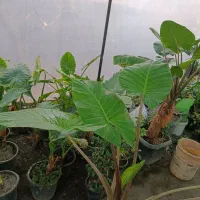 گل بابا آدم هدیه روز مادر ارسال‌ رایگان + هدیه