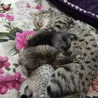 واگذاری گربه اسکاتیش و دی اس اچ