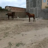 اسب مادیان وکره