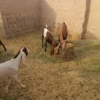گوسفند پاکستانی