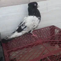 سلام کفتر