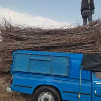 نیازمند سرمایه جهت ایجاد نهالستان|استخدام مالی، حسابداری، حقوقی|خوی, |دیوار