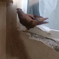 جفت دم سفید کلکسیونی اس کبوتر