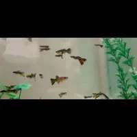 ماهی زبرا و گوپی همشون شکم پر و بهترین نژاد