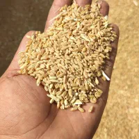 فروش بذر اصلاح شده گندم قابوس(دیم)|خدمات باغبانی و درختکاری|نورآباد ممسنی, |دیوار