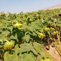 تخمه افتابگردان و سنجد  فروش فوری بصورت عمده