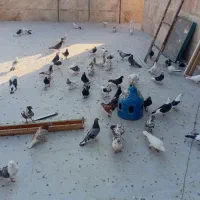 کفتر یجایی بشرط سالمی