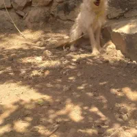 سگ جسیکا