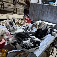 تولید و فروش عمده جوجه گلین گردن لختی کاکلی|حیوانات مزرعه|اردبیل, |دیوار