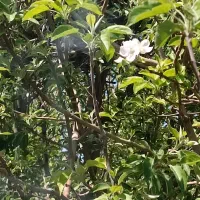 باغ-نقلی-چهار-دیواری-دیواربالای-5سال