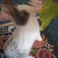 خرگوش های سرحال و بازیگوش