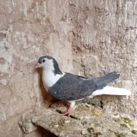 کفتر|پرنده|شیروان (خراسان), |دیوار