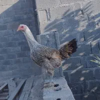 مرغ جوان 8ماه لاری