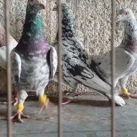 دوکت پلاکی کاکولی ، میولمنز، خوشرنگ ، سرور ، شامی|پرنده|مبارکه, |دیوار