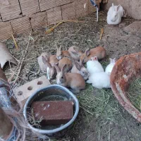 بچه خرگوش ناز کوچولو