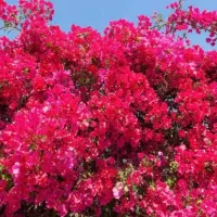 گل کاغذی با رنگهای قرمز بنفش نارنجی موجود میباشد|گل و گیاه طبیعی|تالش, هشتپر|دیوار