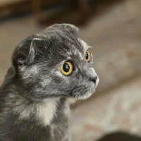 گربه اسکاتیش|گربه|گرگان, |دیوار