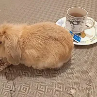 واگذاری لوپ نر|موش و خرگوش|تهران, آبشار|دیوار