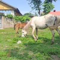 مادیان زیبا وکره مادیان سه ماه