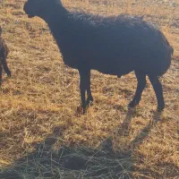 قوچ مشکی|حیوانات مزرعه|تیکمه داش, |دیوار