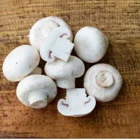 قارچ ارسال رایگان