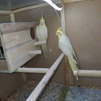 عروس هلندی