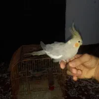 عروس هلندی نر