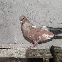 کله ای پرتقالی