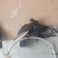 فروش  کبوتر عادی مشکی دونه 330