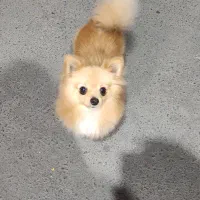 واگذاری سگ پامرریزریز