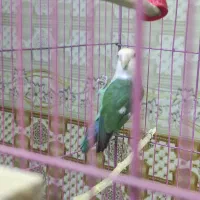 کوتوله ناهوک|پرنده|سراوان, |دیوار