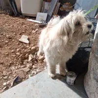 فروش سگ بازی گوش