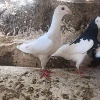 کفتر|پرنده|مشهد, بهارستان|دیوار