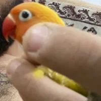 کوتوله و گرینچیک|پرنده|هشتگرد, فاز ۷ مهستان|دیوار