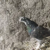 کبوتر|پرنده|تبریز, |دیوار