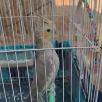 عروس هلندی جوان و سالم