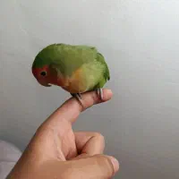 طوطی برزیلی (کوتوله برزیلی) دستی و رام (ماده)|پرنده|کهریزک, |دیوار