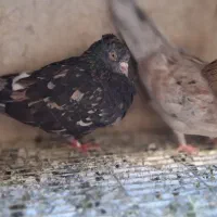 ی جفت سرور عطیقه