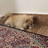 سگ ماده پامرانین|سگ|ایلام, |دیوار