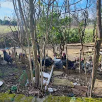 فروش بوقلمون