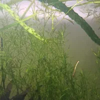 گیاه آکواریومی|ماهی|اراک, |دیوار