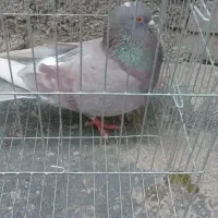 کفتر|پرنده|فاضل آباد, |دیوار