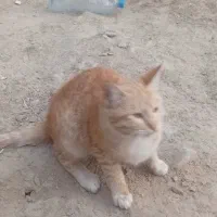 گربه اهلی خانگی|گربه|زاهدان, |دیوار