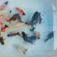 گلدفیش اوراندا