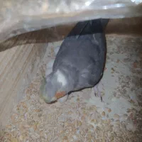 مولد با جوجه   تخم  ب بیشترین پیشنهاد فروخته میشه|پرنده|سنگر, |دیوار