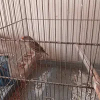 سهره قناری دهندار