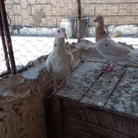 پرنده|پرنده|تاکستان, |دیوار