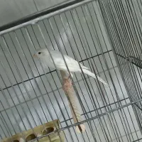 قناری نر و ماده|پرنده|اردکان, |دیوار