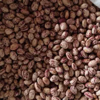 لوبیا چیتی درجه یک