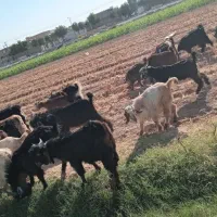فروش بره و چپش کشتار و زنده همیشه هست|حیوانات مزرعه|اندیمشک, |دیوار